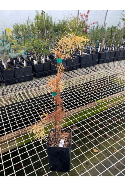 Модрина японська Діана - саджанець Р9 восени